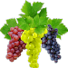 Grappes de raisins